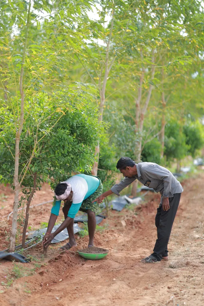 GreenX agronomy team tending sandalwood and host trees