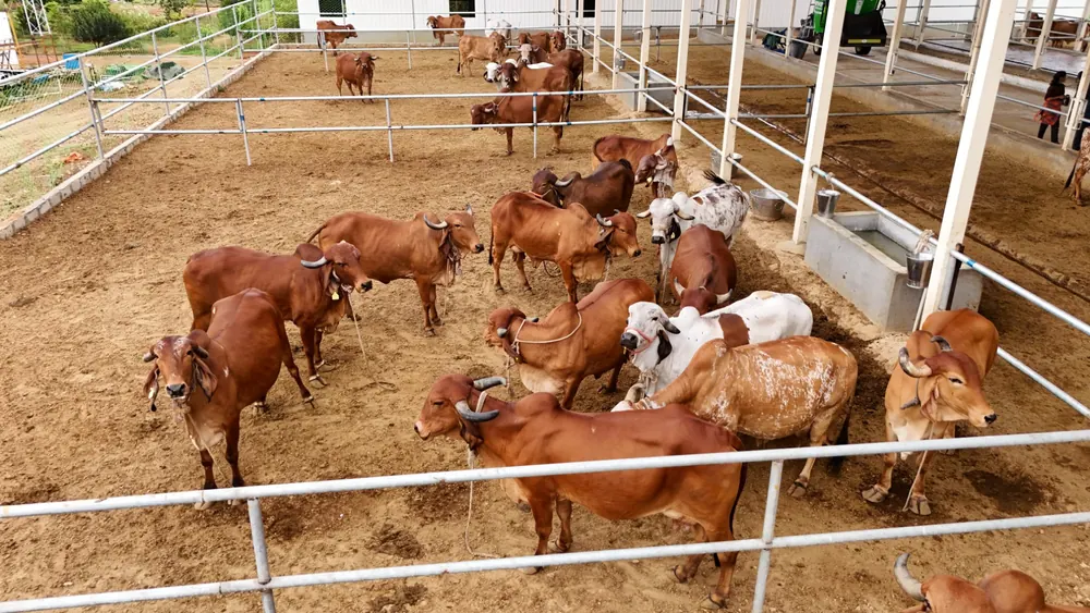 Desi cow herd at the GreenX farm dairy near Lepakshi
