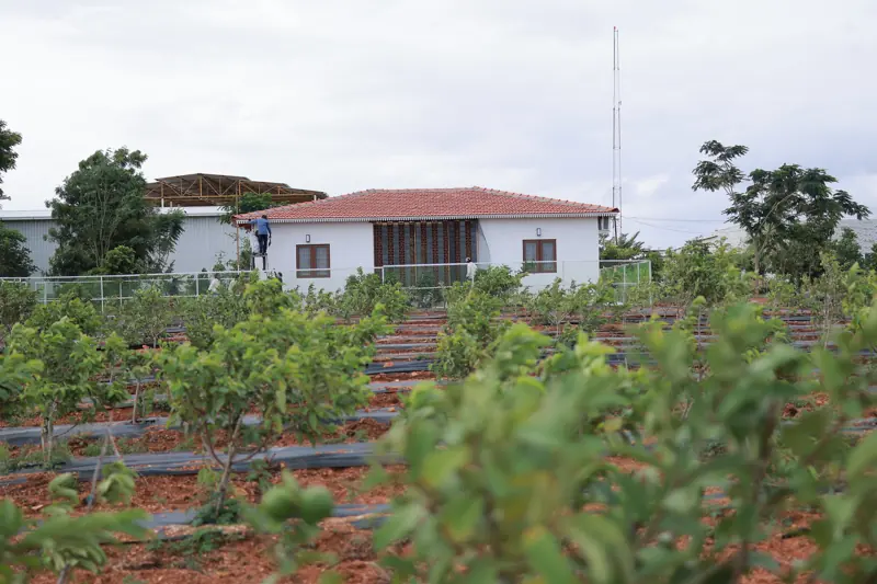 Farmhouse among guava plantation at GreenX