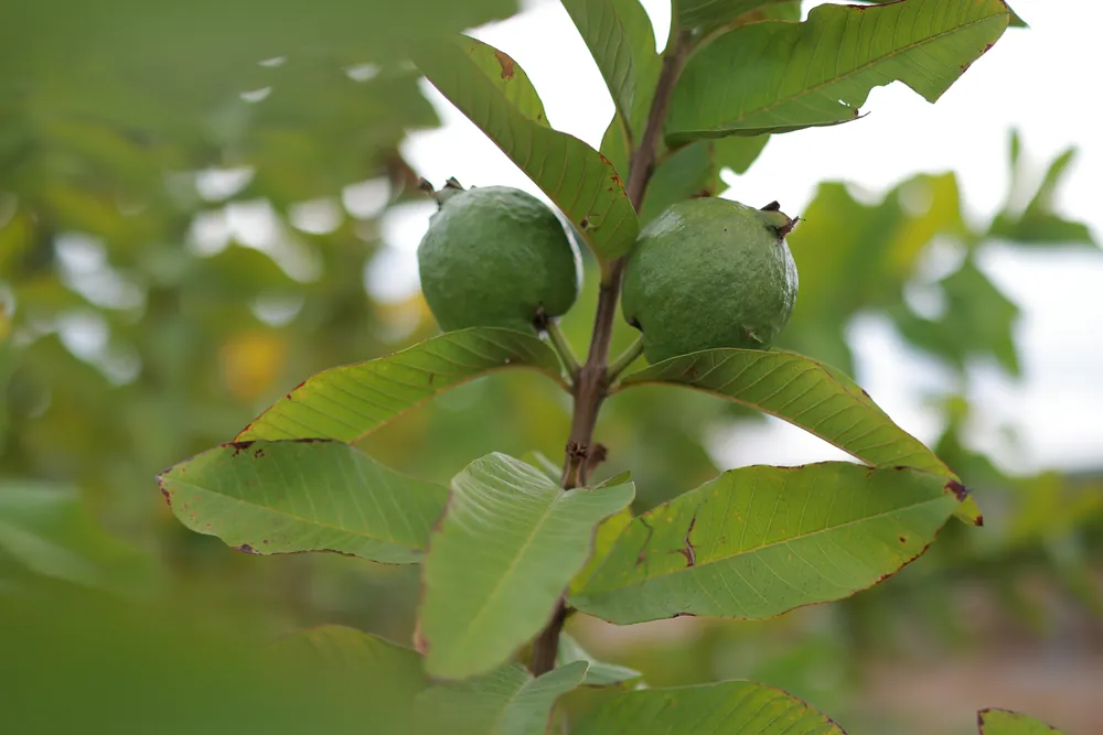 Guava fruit growing as an intercrop at GreenX managed farmland