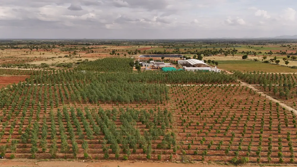 Aerial view of a managed sandalwood plantation plot and the GreenX campus