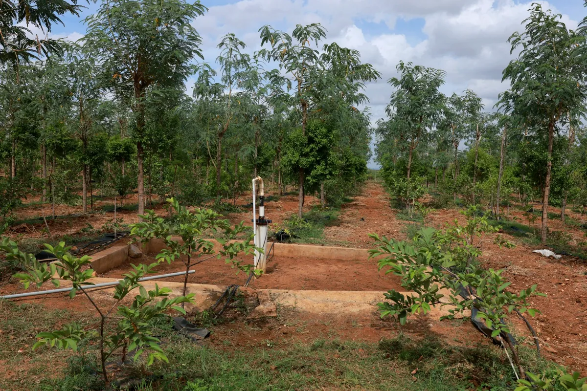 Sandalwood plantation with host trees, drip lines and bore-well at GreenX near Hindupur