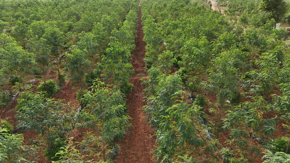 Rows of Indian sandalwood trees with host plants at GreenX managed farmland
